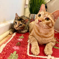 Thumbnail photo of Dulcecita Caramel #2