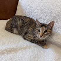 Thumbnail photo of Dulcecita Caramel #4