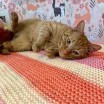 Thumbnail photo of Leo the Lion #1