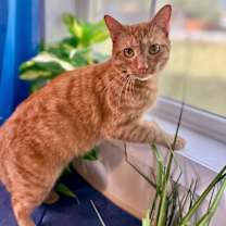 Thumbnail photo of Leo the Lion #2