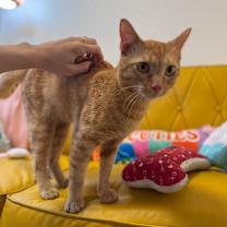 Thumbnail photo of Leo the Lion #3