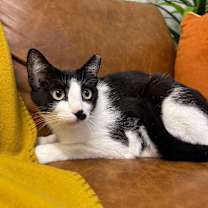 Thumbnail photo of Kit Kat #3