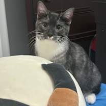 Thumbnail photo of Wally #3