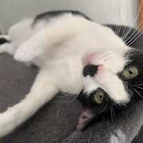 Thumbnail photo of Kit Kat #4