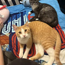 Thumbnail photo of Wally #4