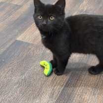 Thumbnail photo of Peppa #1