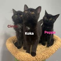 Thumbnail photo of Peppa #4