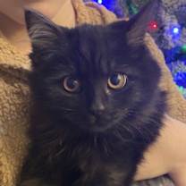 Thumbnail photo of Cinna #1