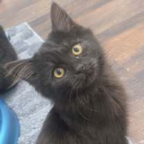 Thumbnail photo of Cinna #3