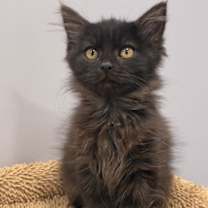 Thumbnail photo of Cinna #4