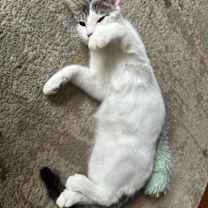 Thumbnail photo of Grasshopper Zapata #2