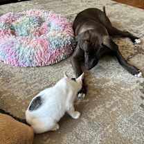 Thumbnail photo of Grasshopper Zapata #3