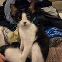 Thumbnail photo of Peanut Pie #1