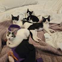 Thumbnail photo of Peanut Pie #2