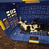 Thumbnail photo of Mocha Mousse #2