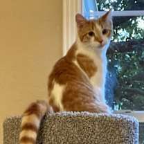 Thumbnail photo of Grouper Fish #2