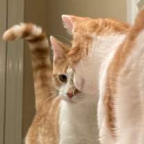 Thumbnail photo of Grouper Fish #3