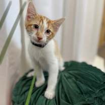 Thumbnail photo of Grouper Fish #4