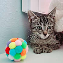 Thumbnail photo of Hector Faith #3