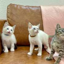 Thumbnail photo of Hector Faith #4