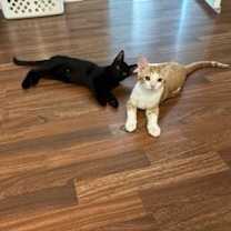 Thumbnail photo of Onyx Moon #3