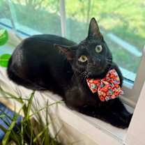 Thumbnail photo of Onyx Moon #4