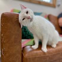 Thumbnail photo of Snow White #2