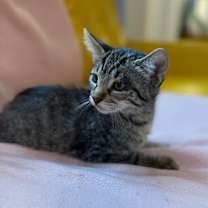 Thumbnail photo of Andromida Dewey #3