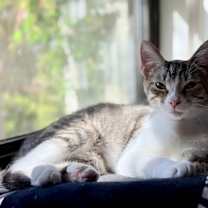 Thumbnail photo of Katniss Hunger Games #1