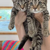 Thumbnail photo of Bronx New York #2