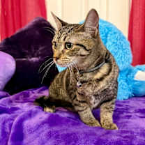 Thumbnail photo of Queens New York #4