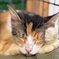 Thumbnail photo of Bri Lee Simpson #3