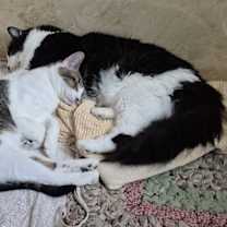 Thumbnail photo of Hans Held #2