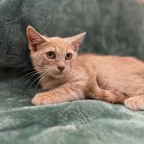 Thumbnail photo of Pumpkin Fruit #2