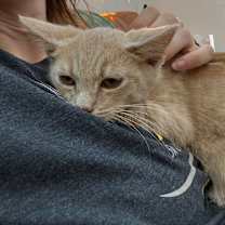 Thumbnail photo of Pumpkin Fruit #4