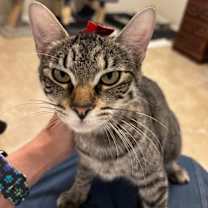 Thumbnail photo of Biscuit Butter #3