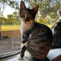 Thumbnail photo of Willow #1