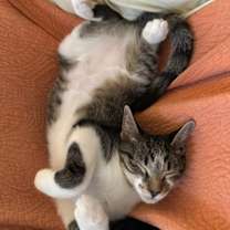 Thumbnail photo of Willow #3