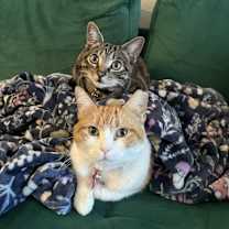 Thumbnail photo of Canella #1