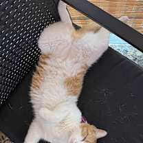 Thumbnail photo of Canella #2