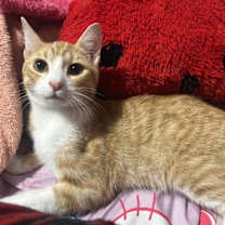 Thumbnail photo of Dionysus Chiquita #1