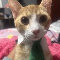 Thumbnail photo of Dionysus Chiquita #3