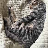 Thumbnail photo of Fishbait Jerny #2