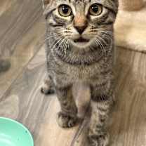 Thumbnail photo of Fishbait Jerny #4