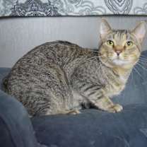 Thumbnail photo of Dandy #2