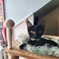 Thumbnail photo of Reese's Candy #2