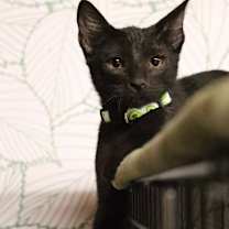 Thumbnail photo of Reese's Candy #4