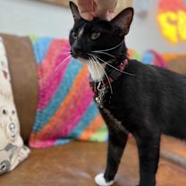 Thumbnail photo of Wally Lucy Lou #3