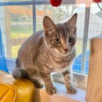 Thumbnail photo of Joe Amato TCHS #4