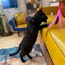 Thumbnail photo of Justin Holcomb TCHS #3